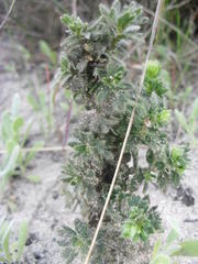 Cliffortia polygonifolia