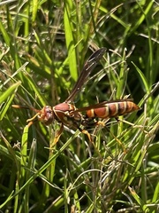 Polistes exclamans