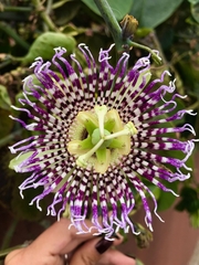 Passiflora ligularis