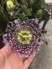 Passiflora ligularis
