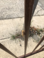 Cirrhophanus triangulifer