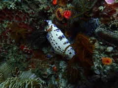 Hypselodoris capensis