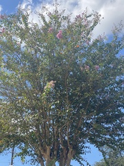 Magnoliopsida