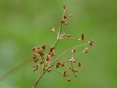 Juncus acutiflorus