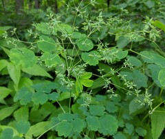 Thalictrum coriaceum
