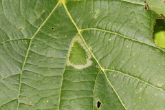 Phyllonorycter lucetiella