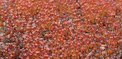 Crassula aphylla