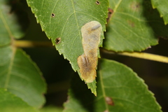 Cameraria caryaefoliella