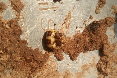 Phengodidae
