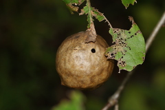 Amphibolips quercusinanis