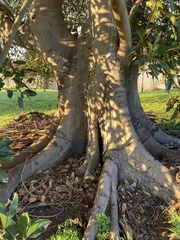 Ficus macrophylla