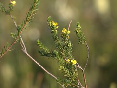 Dillwynia floribunda