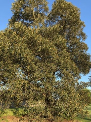 Ficus macrophylla