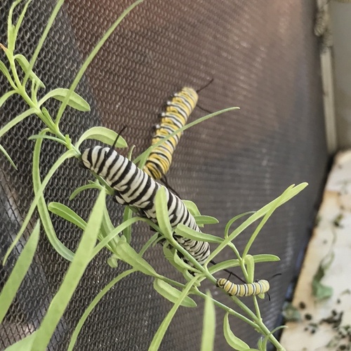 Migratory Monarch photographed in California