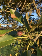 Ficus macrophylla