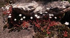 Drosera alba