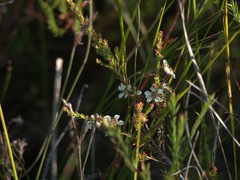Leptospermum liversidgei
