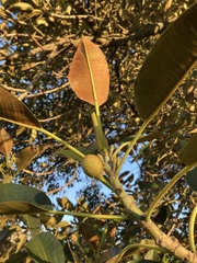 Ficus macrophylla