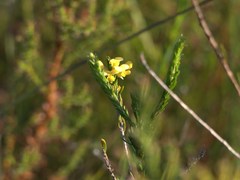 Dillwynia floribunda