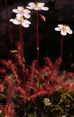 Drosera alba