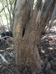 Ursus americanus eremicus