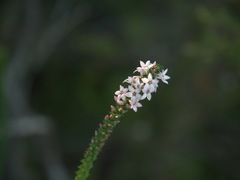 Epacris pulchella