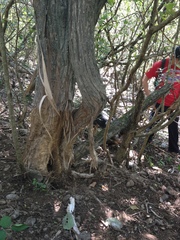 Ursus americanus eremicus