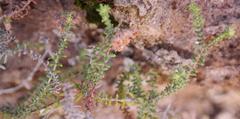 Erica recurvifolia