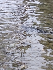 Oncorhynchus tshawytscha