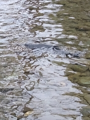 Oncorhynchus tshawytscha