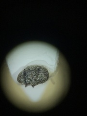 Trigonorhinus