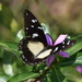 Jackson’s Swallowtail - Photo (c) Stef Strebel, some rights reserved (CC BY-NC), uploaded by Stef Strebel