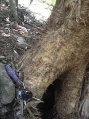 Ursus americanus eremicus