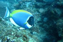 Acanthurus leucosternon