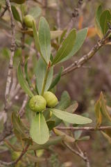 Hyaenanche globosa