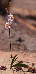 Ixia scillaris toximontana