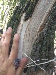 Ursus americanus eremicus