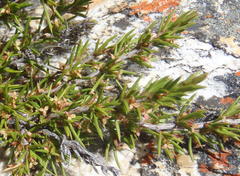 Cliffortia neglecta