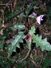 Solanum pungetium