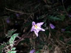 Solanum pungetium