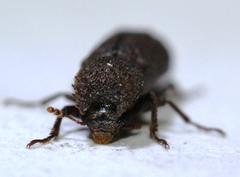 Bostrychoplites cornutus