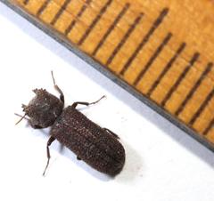 Bostrychoplites cornutus