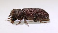 Bostrychoplites cornutus