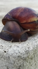 Lissachatina fulica