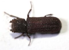 Bostrychoplites cornutus