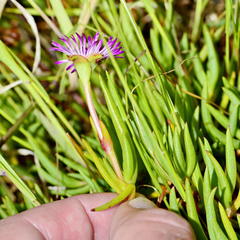 Lampranthus filicaulis