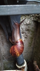 Lissachatina fulica