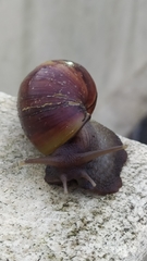 Lissachatina fulica