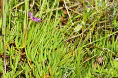 Lampranthus filicaulis