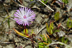 Lampranthus filicaulis